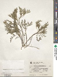 Ambrosia artemisiifolia image