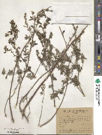 Ambrosia artemisiifolia image