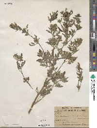 Ambrosia artemisiifolia image