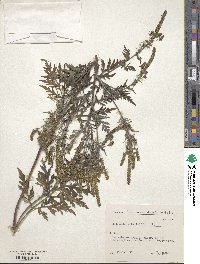 Ambrosia artemisiifolia image