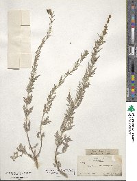 Ambrosia artemisiifolia image