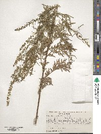 Ambrosia artemisiifolia image