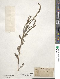 Ambrosia artemisiifolia image