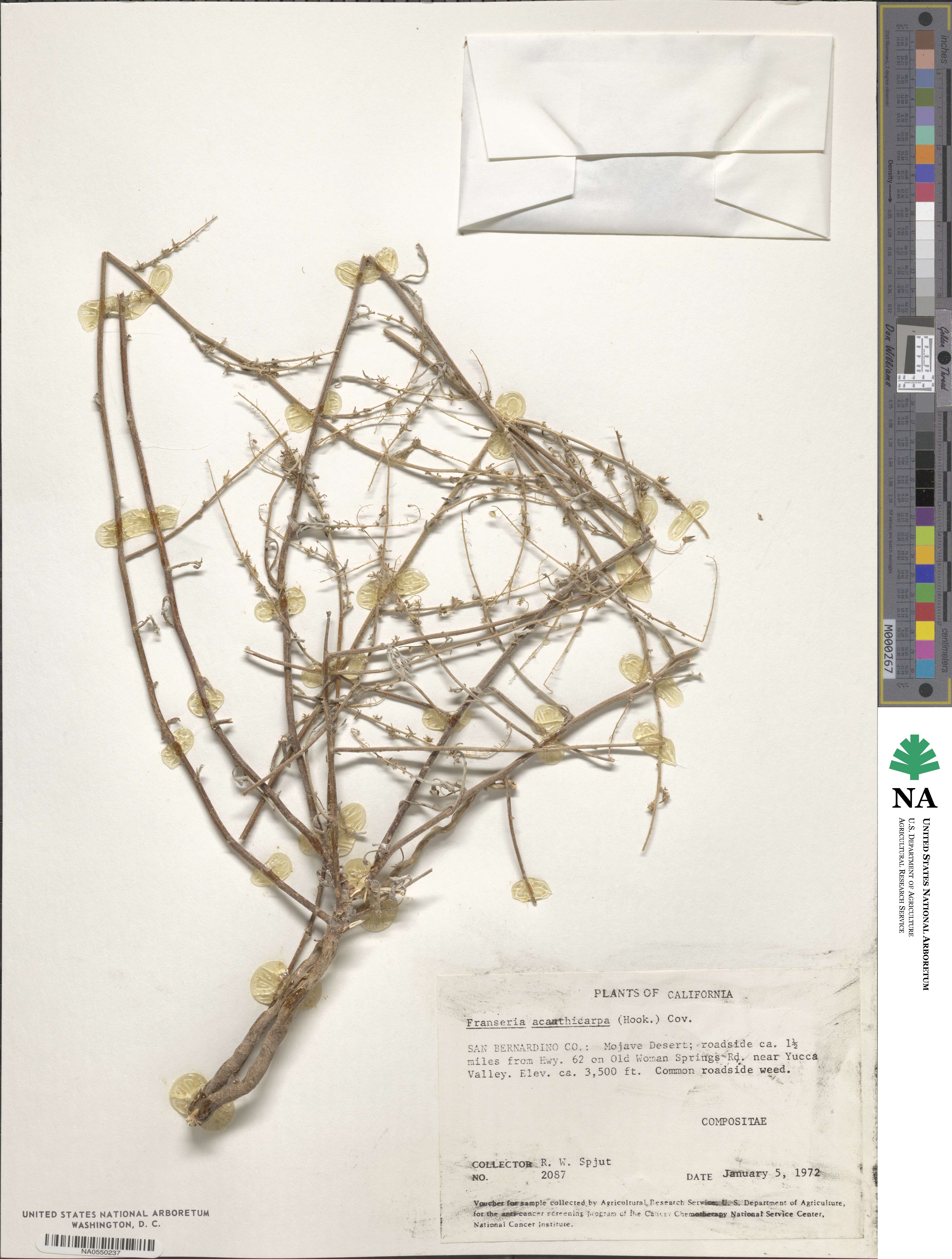 Ambrosia acanthicarpa image