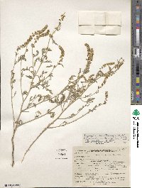 Ambrosia acanthicarpa image