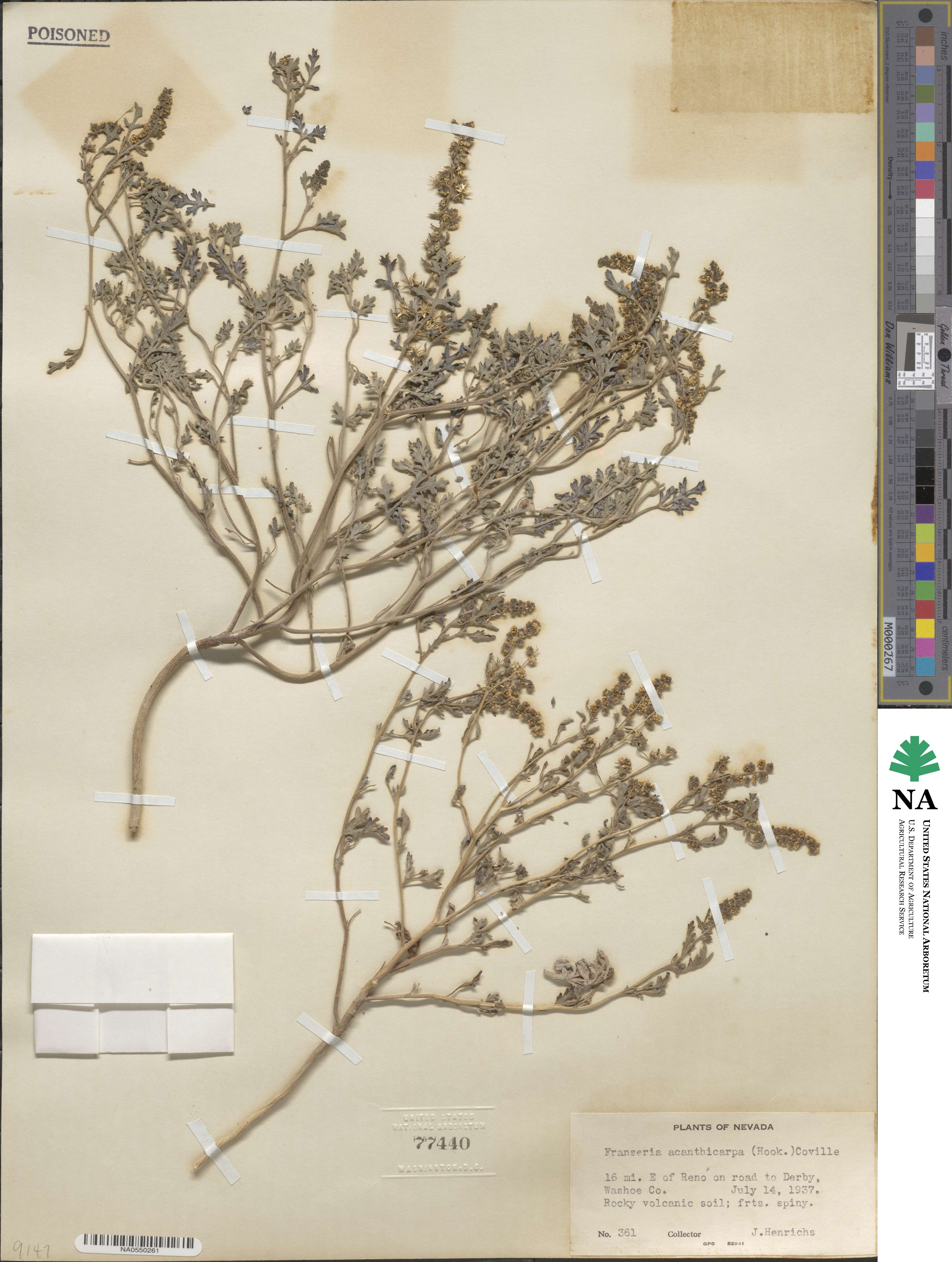 Ambrosia acanthicarpa image