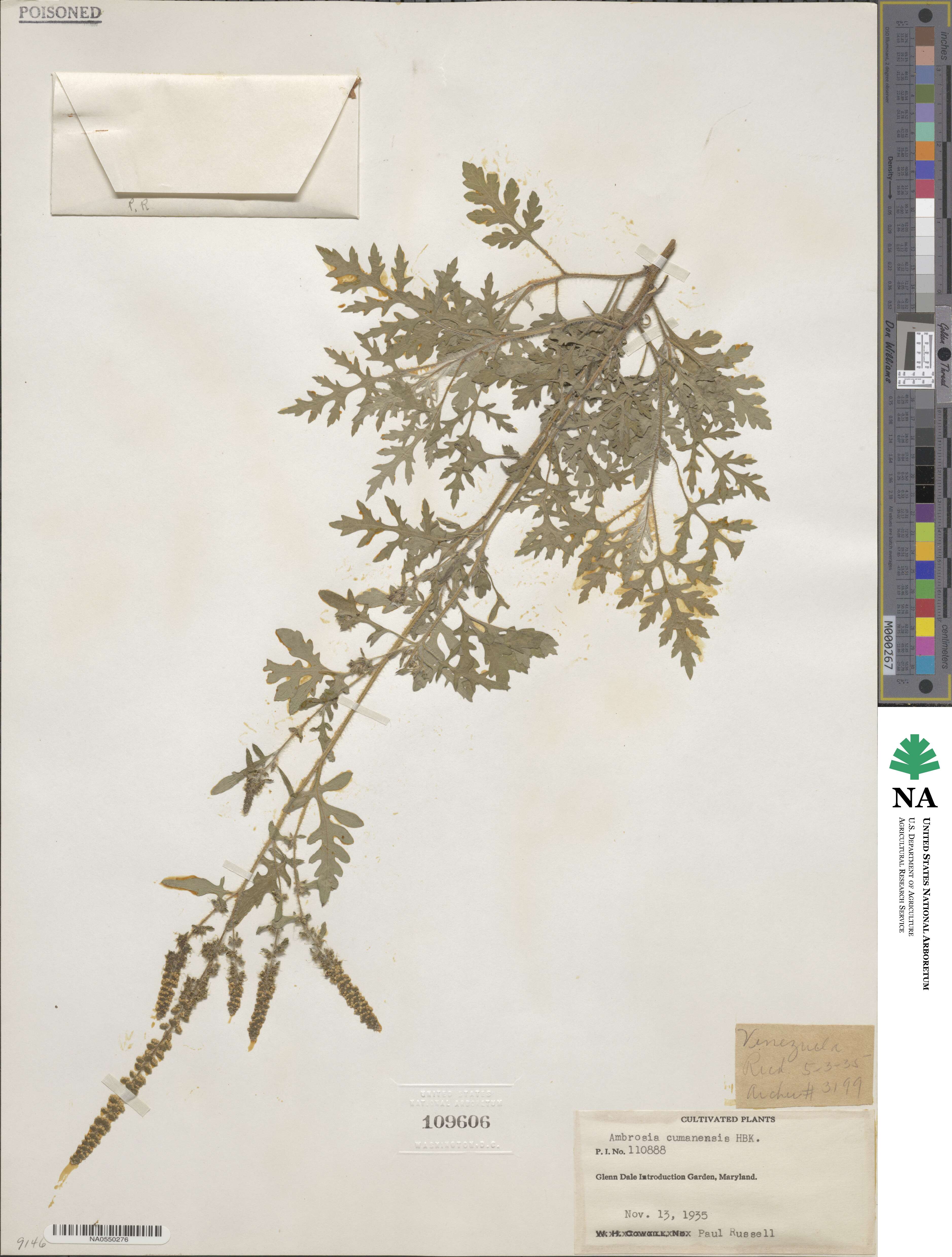 Ambrosia cumanensis image