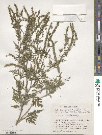 Ambrosia artemisiifolia var. elatior image