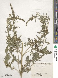 Ambrosia artemisiifolia image