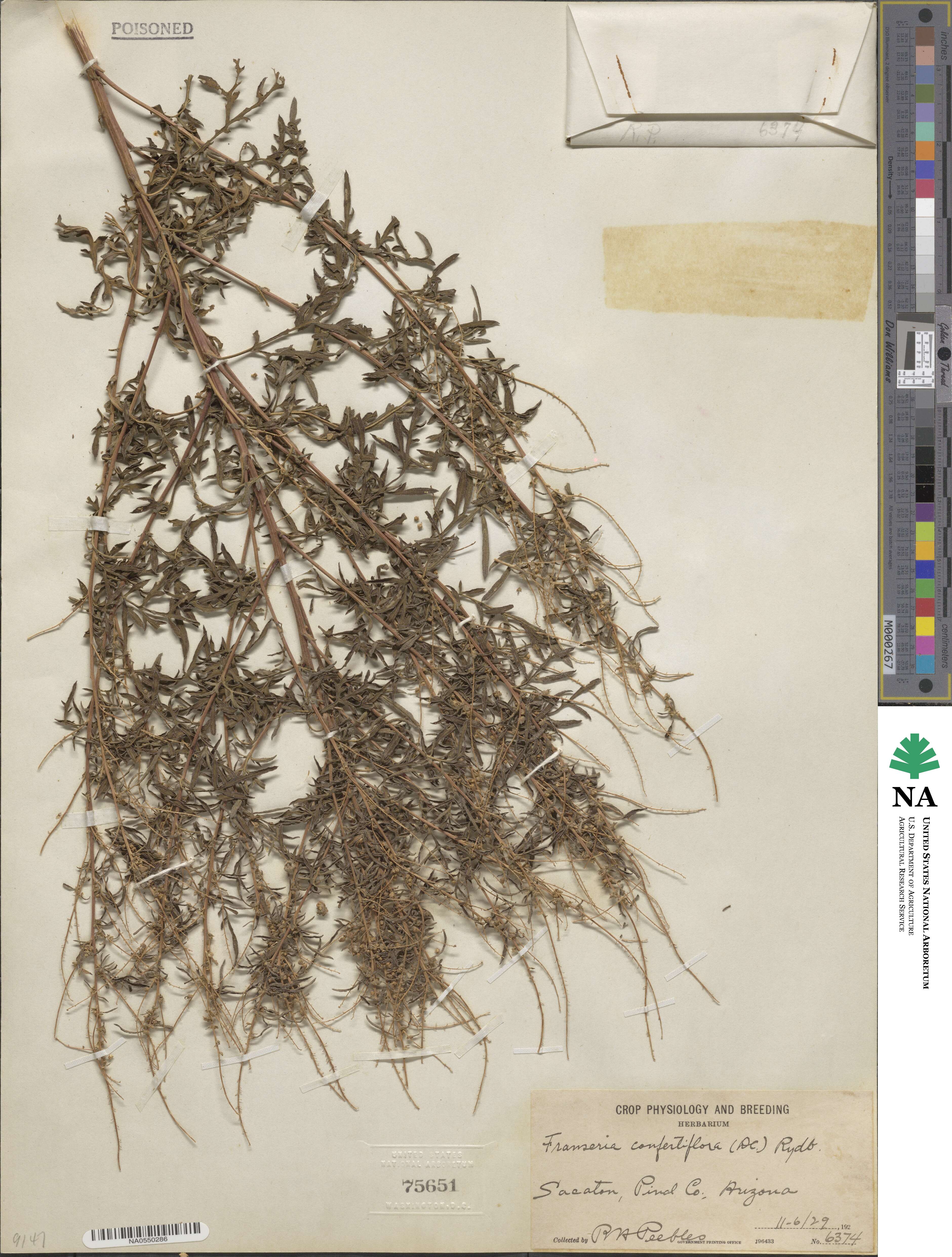 Ambrosia confertiflora image