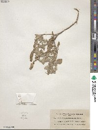 Ambrosia chenopodiifolia image