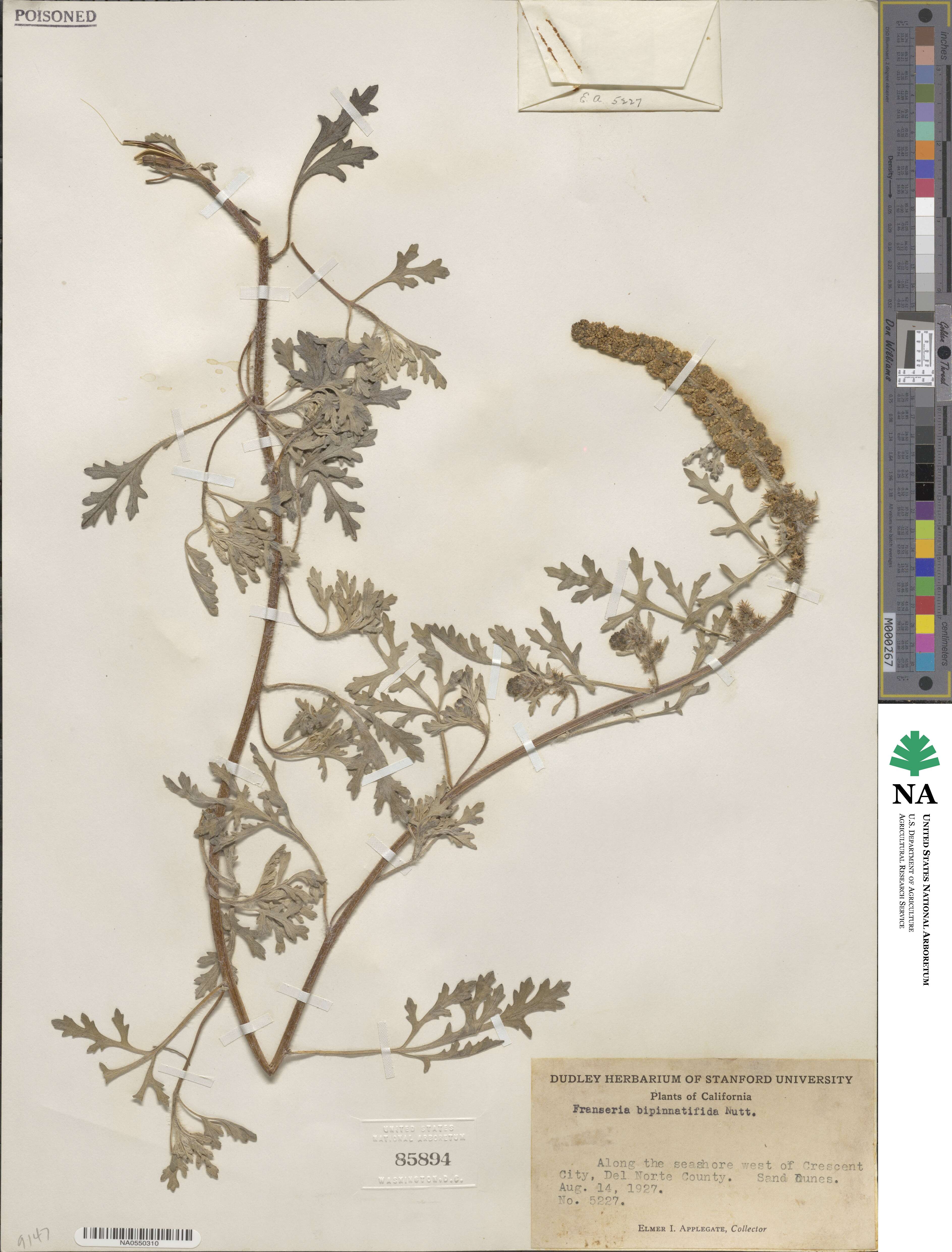 Ambrosia camphorata image