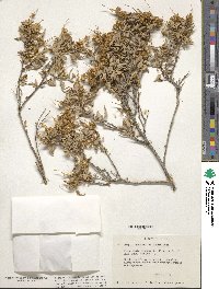 Ambrosia deltoidea image