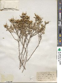 Ambrosia deltoidea image