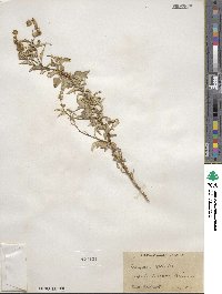 Ambrosia deltoidea image