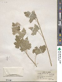 Ambrosia cordifolia image