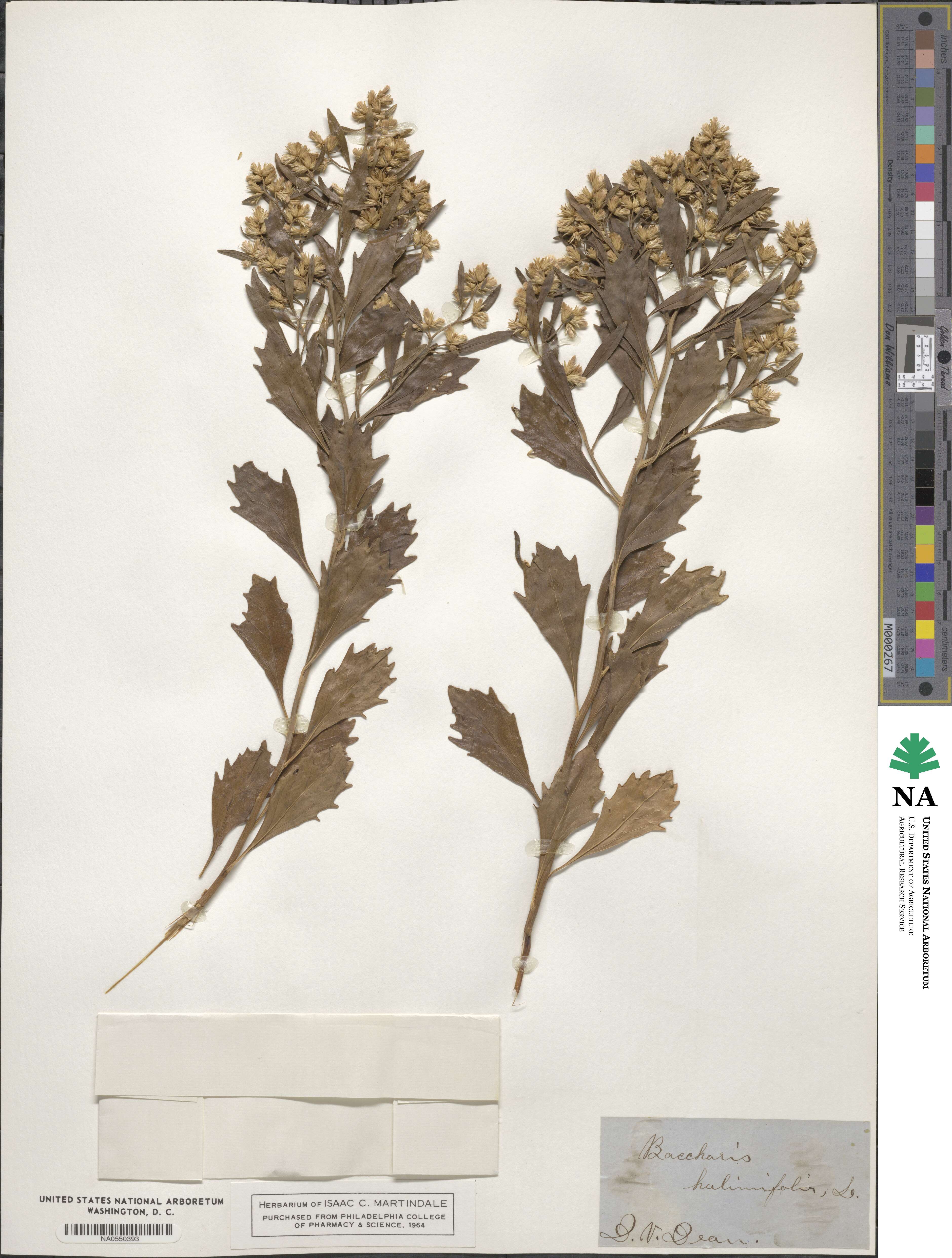 Baccharis halimifolia image
