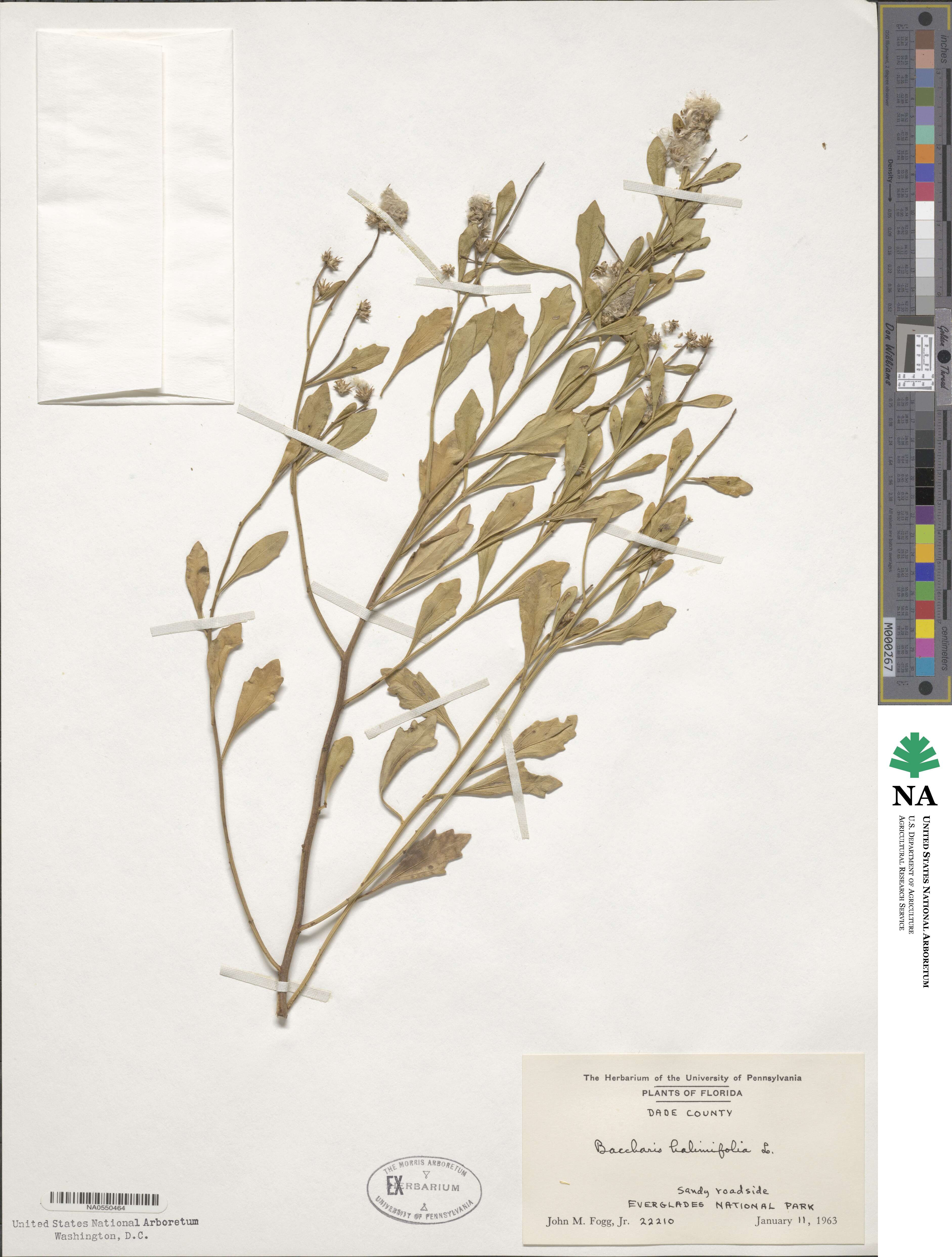 Baccharis halimifolia image