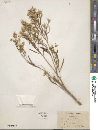 Baccharis neglecta image