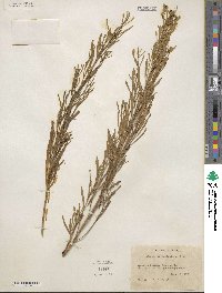 Baccharis neglecta image