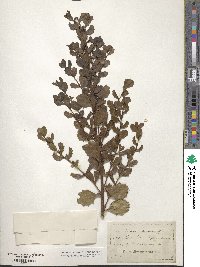 Baccharis pilularis image