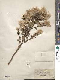 Baccharis pilularis image