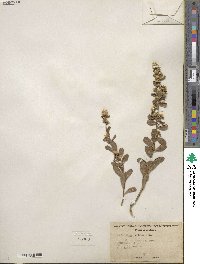 Baccharis pilularis image