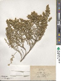 Baccharis pilularis image