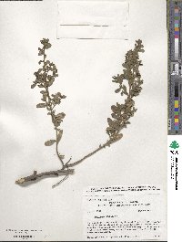 Baccharis pilularis image