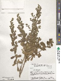 Baccharis pilularis image