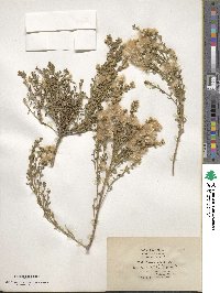 Baccharis pilularis image