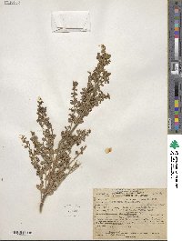 Baccharis pilularis image