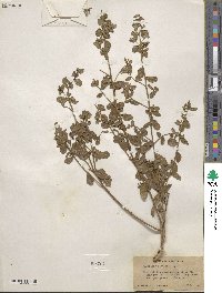 Baccharis pilularis image