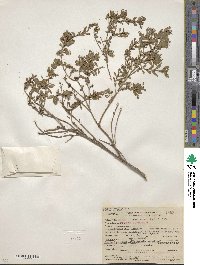 Baccharis pilularis image