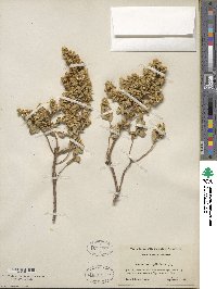 Baccharis pilularis image