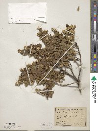 Baccharis pilularis image