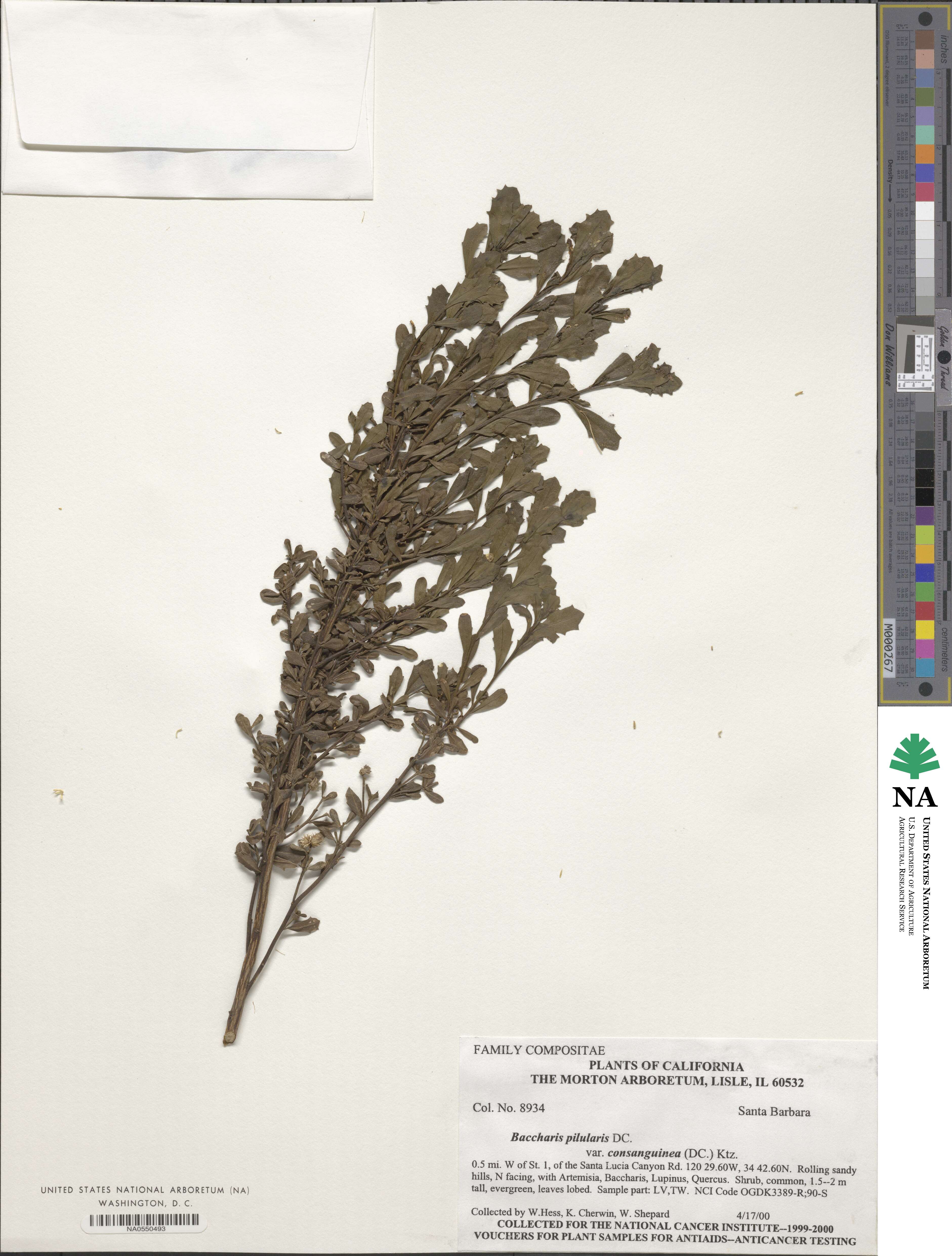 Baccharis pilularis subsp. consanguinea image