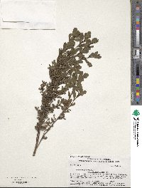 Baccharis pilularis image