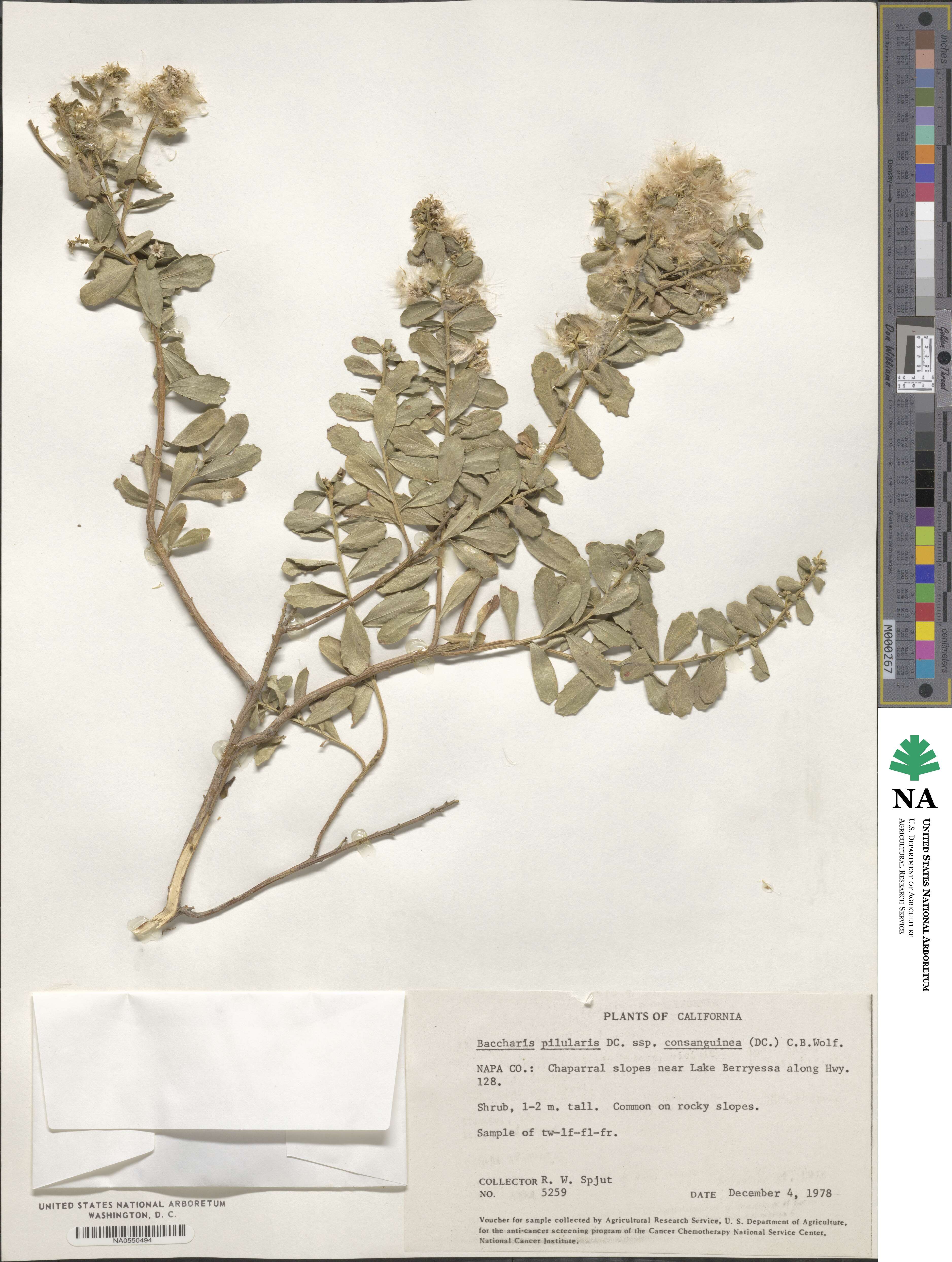 Baccharis pilularis image