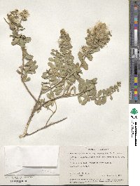 Baccharis pilularis subsp. consanguinea image