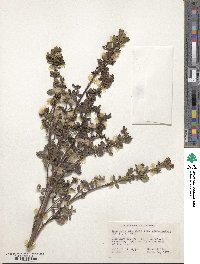 Baccharis pilularis subsp. consanguinea image