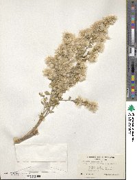 Baccharis pilularis subsp. consanguinea image