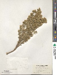 Baccharis pilularis subsp. consanguinea image