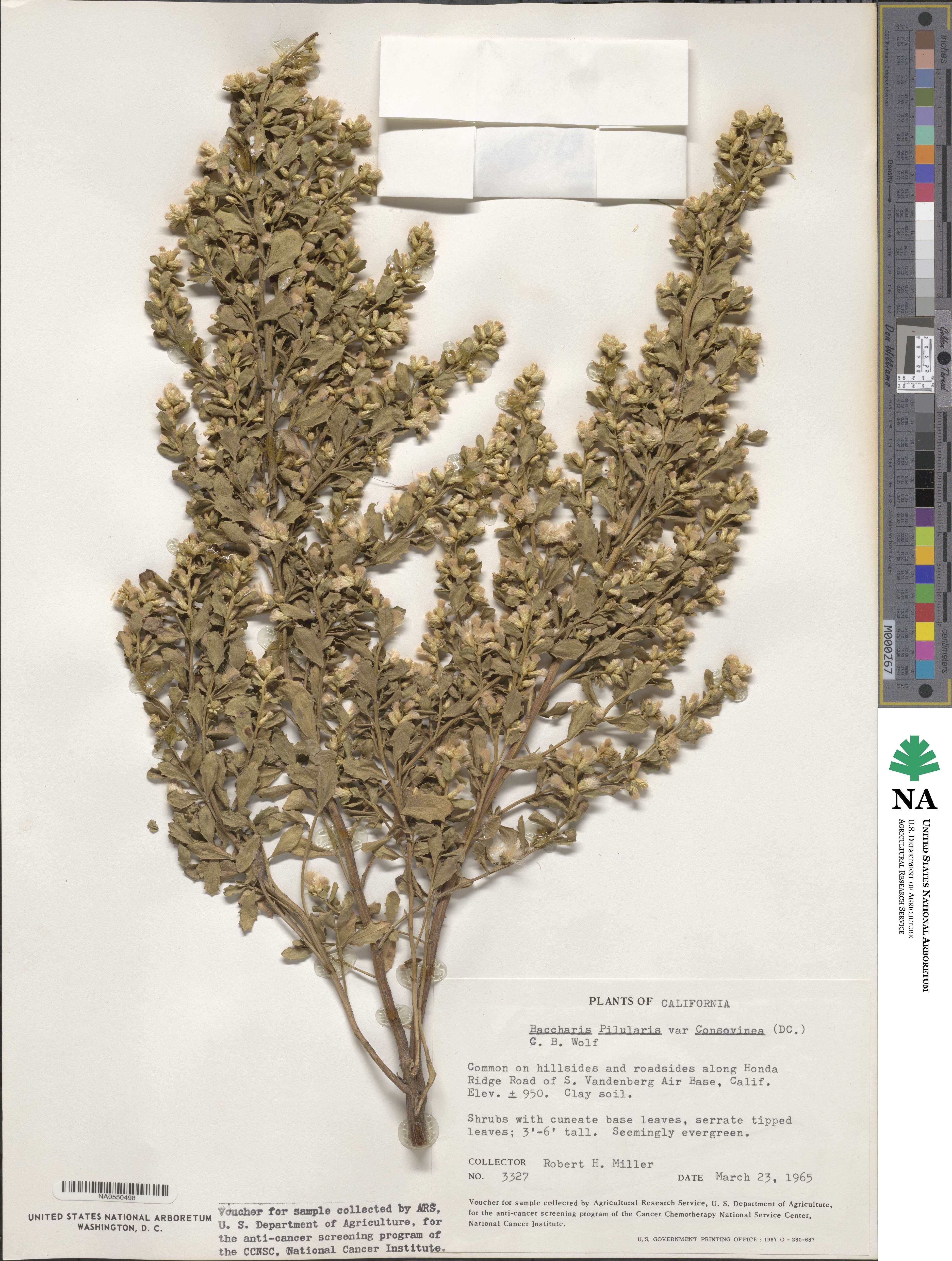 Baccharis pilularis subsp. consanguinea image