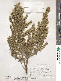 Baccharis pilularis subsp. consanguinea image