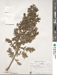 Baccharis pilularis image