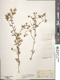 Baccharis plummerae image