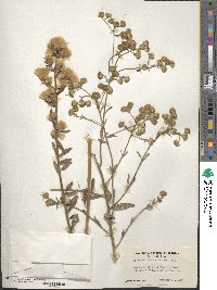 Baccharis plummerae image