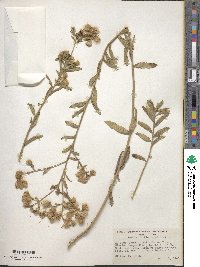 Baccharis plummerae image