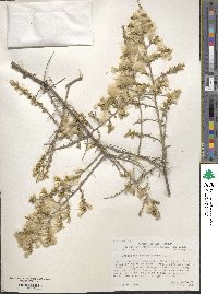 Baccharis pteronioides image